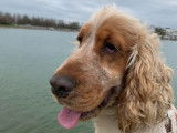 Cocker mâle de 2 ans disponible pour saillie