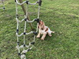 Cocker mâle de 2 ans disponible pour saillie