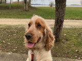 Cocker mâle de 2 ans disponible pour saillie