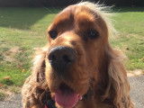 Cocker Spaniel Anglais disponible pour saillie