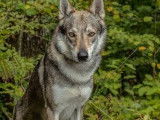 Chien Loup Tch&eacute;coslovaque disponible pour saillie