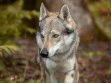 Chien Loup Tch&eacute;coslovaque disponible pour saillie