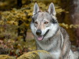 Chien Loup Tch&eacute;coslovaque disponible pour saillie