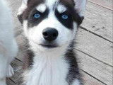 Magnifique chiot d'apparence Husky Sibérien disponible