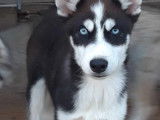 Magnifique chiot d'apparence Husky Sibérien disponible