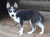 Magnifique chiot d'apparence Husky Sibérien disponible