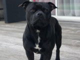 Mâle Staffie LOF pour saillie