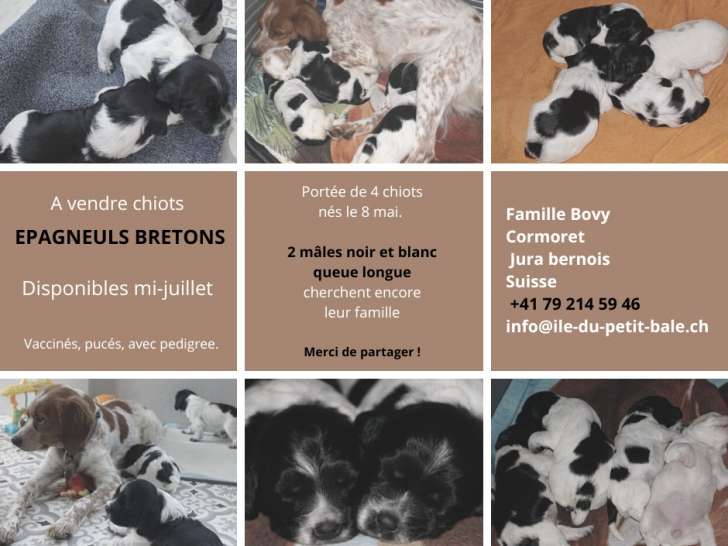 Chiots Epagneuls bretons à vendre
