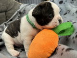 A réserver chiot bouledogue français