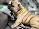 A réserver chiot bouledogue français