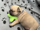 A réserver chiot bouledogue français
