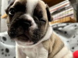 A réserver chiot bouledogue français