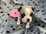 A réserver chiot bouledogue français
