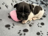 A réserver chiot bouledogue français