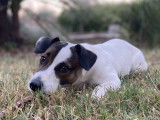Jack Russel LOF confirmé pour saillie