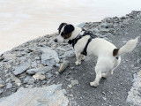 Jack Russel LOF confirmé pour saillie