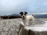 Jack Russel LOF confirmé pour saillie