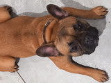 Femelle Bouledogue Francais de 15 mois avec pedigrée FCI à vendre