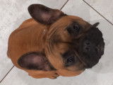 Femelle Bouledogue Francais de 15 mois avec pedigrée FCI à vendre