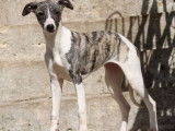 Chiot femelle Whippet LOF bringé à la vente