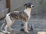 Chiot femelle Whippet LOF bringé à la vente