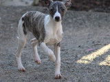 Chiot femelle Whippet LOF bringé à la vente