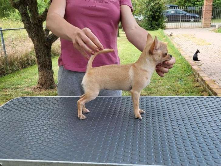 Une chienne Chihuahua d’un an LOF à la vente
