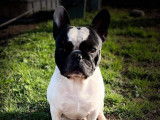 1 chien Bouledogue Français LOF, disponible pour saillie