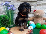 3 chiots Cavaliers King Charles LOF à réserver