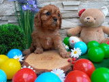 3 chiots Cavaliers King Charles LOF à réserver