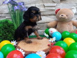 3 chiots Cavaliers King Charles LOF à réserver