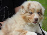 15 chiots Bergers Australiens LOF disponibles à la vente
