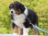 15 chiots Bergers Australiens LOF disponibles à la vente