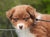 15 chiots Bergers Australiens LOF disponibles à la vente