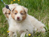 15 chiots Bergers Australiens LOF disponibles à la vente