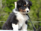 15 chiots Bergers Australiens LOF disponibles à la vente