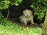 3 chiots Bichons Frisés LOF à vendre