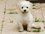 3 chiots Bichons Frisés LOF à vendre