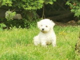 3 chiots Bichons Frisés LOF à vendre