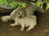 3 chiots Bichons Frisés LOF à vendre