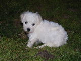 3 chiots Bichons Frisés LOF à vendre