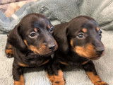 2 chiots mâles Teckels Nains LOF à réserver