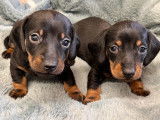 2 chiots mâles Teckels Nains LOF à réserver
