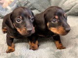 2 chiots mâles Teckels Nains LOF à réserver