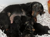 2 chiots mâles Teckels Nains LOF à réserver