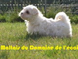 &Agrave; vendre, 3 chiots Bichons Maltais LOF
