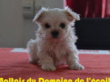 &Agrave; vendre, 3 chiots Bichons Maltais LOF
