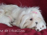 &Agrave; vendre, 3 chiots Bichons Maltais LOF