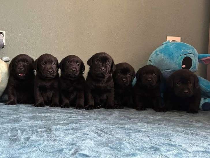 10 chiots Labradors LOF à réserver
