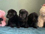 10 chiots Labradors LOF à réserver